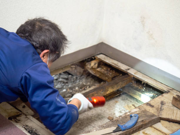 Best Toxic Mold Removal  in Sun Prairie, WI