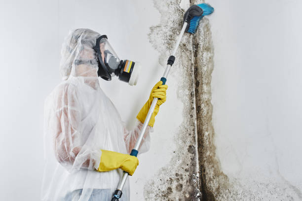 Best Certified Mold Removal  in Sun Prairie, WI