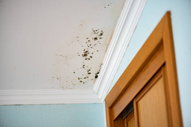 Best Mold Removal Near Me  in Sun Prairie, WI