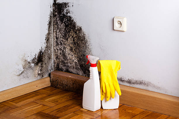 Best Black Mold Removal  in Sun Prairie, WI