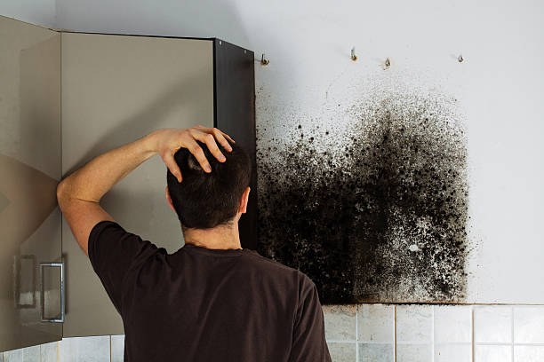 Best Attic Mold Removal  in Sun Prairie, WI