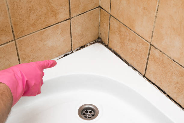 Crawl Space Mold Removal in Sun Prairie, WI